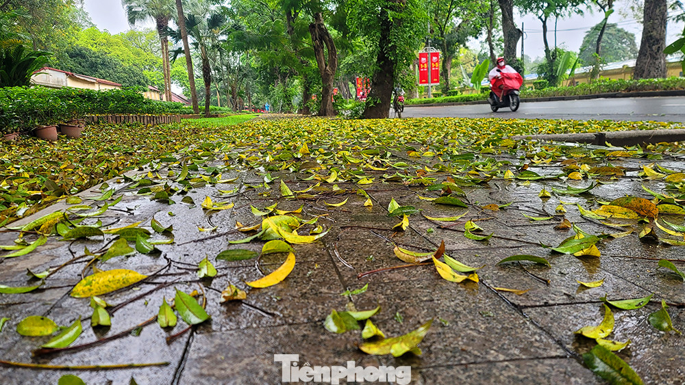 Ngay từ sáng sớm hôm nay (25/4), không khí lạnh đã ảnh hưởng đến hầu hết các nơi ở khu Đông Bắc Bắc Bộ. Trên hình là thảm lá sấu vàng rụng phủ kín vỉa hè trên đường Hoàng Diệu.