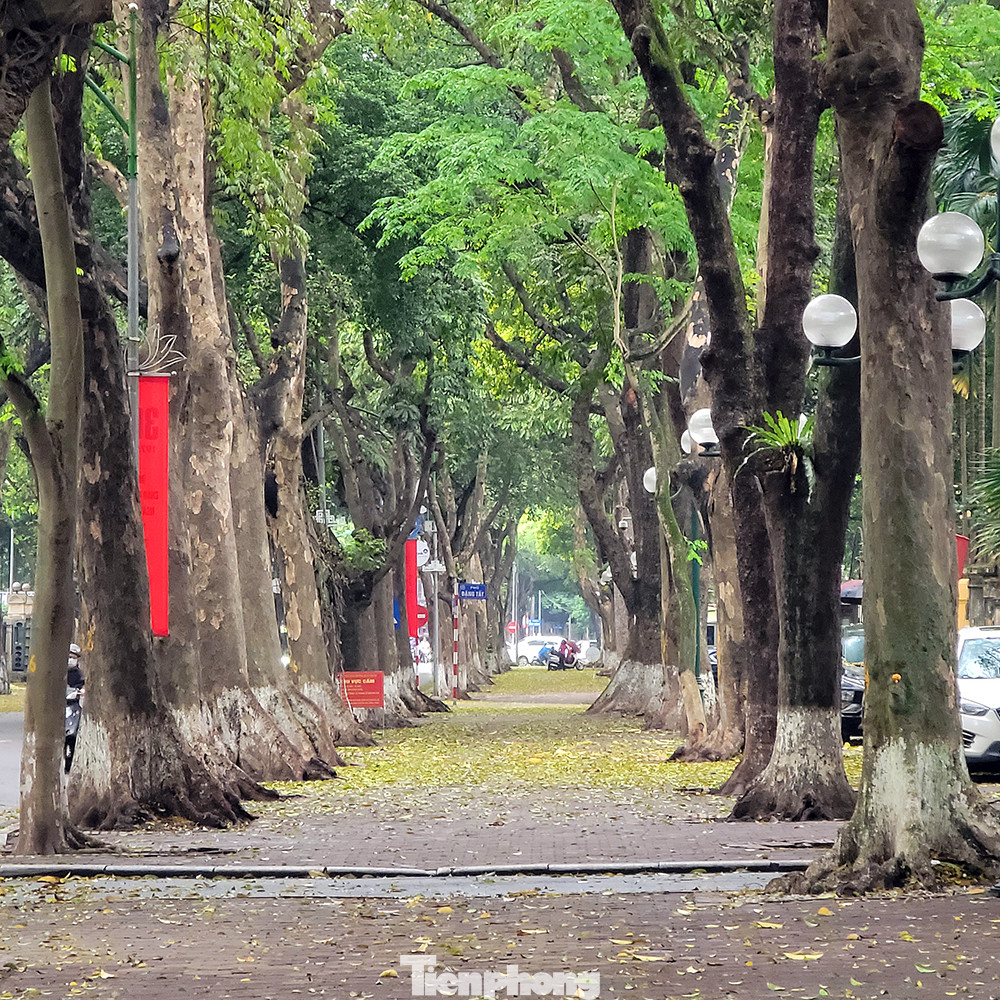 Vỉa hè phố Phan Đình Phùng phủ đầy lá sấu vàng rơi sau trận gió đầu giờ sáng nay.