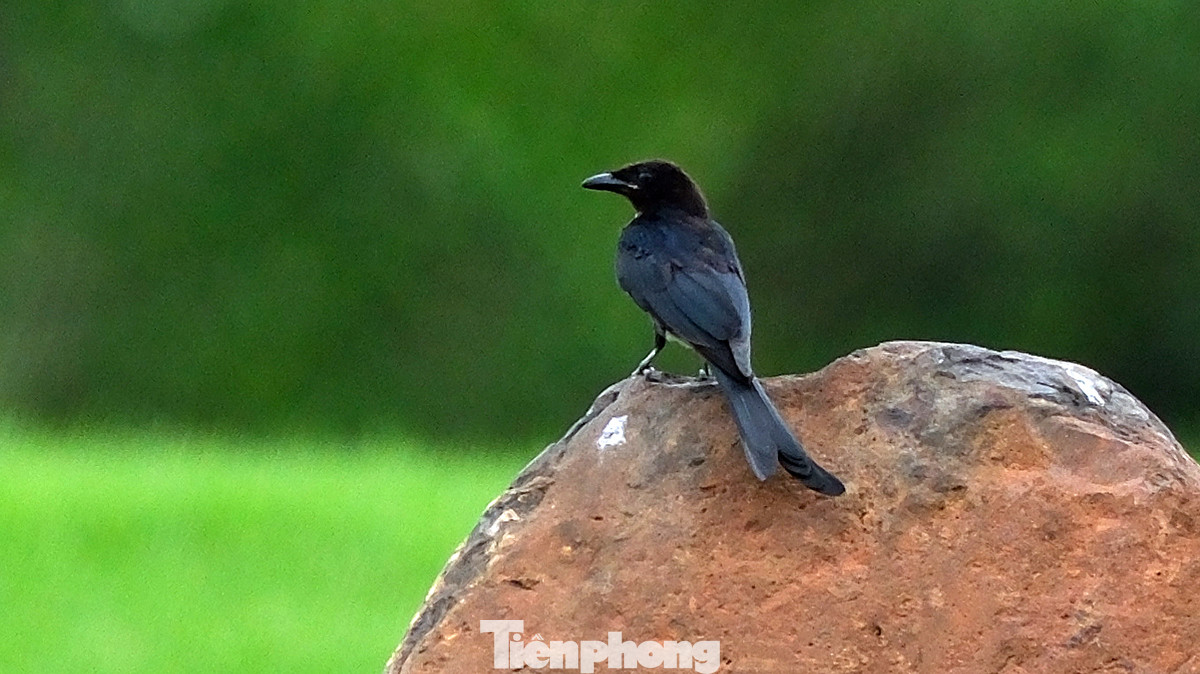Quanh khu vực sân Vinpearl Golf Hải Phòng là một vùng đầm lầy rộng lớn, nơi đây là nơi trú ngụ của rất nhiều loài chim tự nhiên. Quanh khu vực sân Vinpearl Golf Hải Phòng là một vùng đầm lầy rộng lớn, nơi đây là nơi trú ngụ của rất nhiều loài chim tự nhiên.