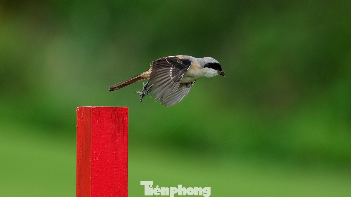 Quanh khu vực sân Vinpearl Golf Hải Phòng là một vùng đầm lầy rộng lớn, nơi đây là nơi trú ngụ của rất nhiều loài chim tự nhiên. Quanh khu vực sân Vinpearl Golf Hải Phòng là một vùng đầm lầy rộng lớn, nơi đây là nơi trú ngụ của rất nhiều loài chim tự nhiên.