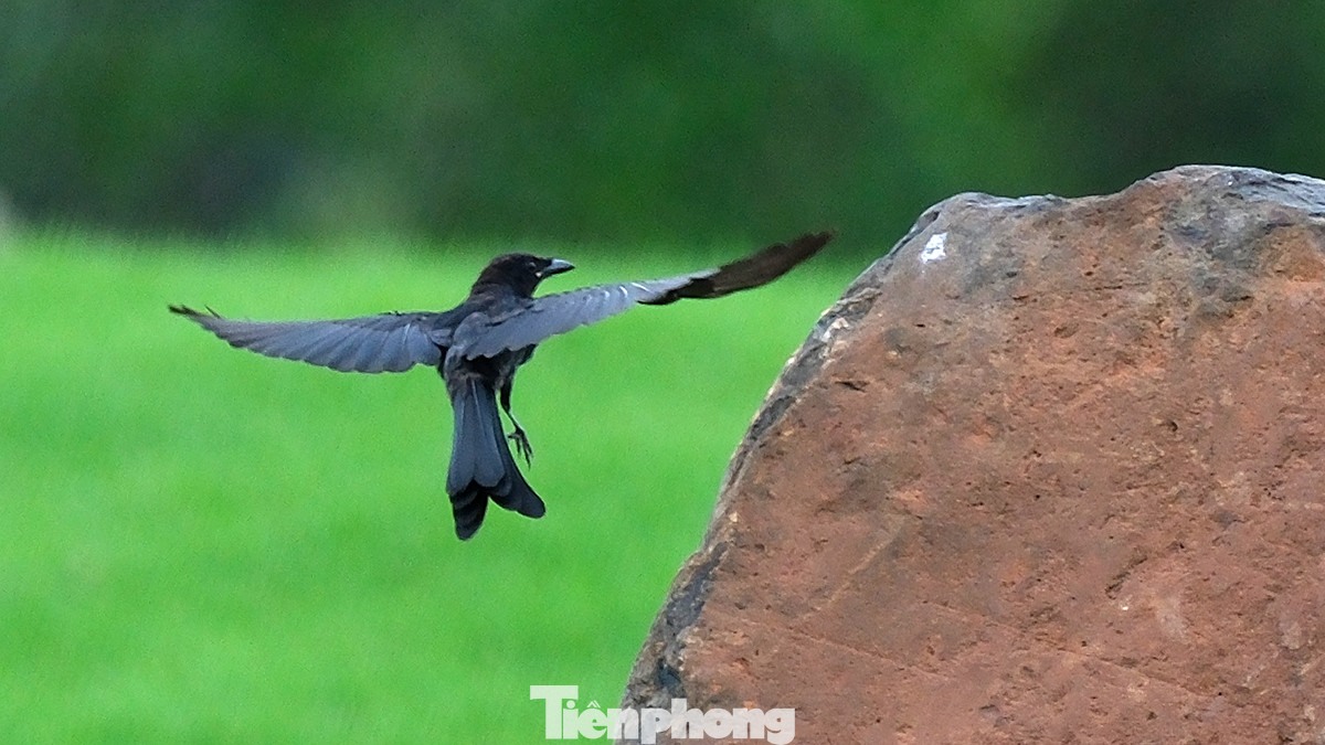 Quanh khu vực sân Vinpearl Golf Hải Phòng là một vùng đầm lầy rộng lớn, nơi đây là nơi trú ngụ của rất nhiều loài chim tự nhiên. Quanh khu vực sân Vinpearl Golf Hải Phòng là một vùng đầm lầy rộng lớn, nơi đây là nơi trú ngụ của rất nhiều loài chim tự nhiên.