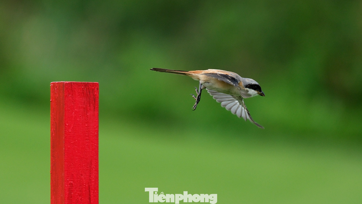 Quanh khu vực sân Vinpearl Golf Hải Phòng là một vùng đầm lầy rộng lớn, nơi đây là nơi trú ngụ của rất nhiều loài chim tự nhiên. Quanh khu vực sân Vinpearl Golf Hải Phòng là một vùng đầm lầy rộng lớn, nơi đây là nơi trú ngụ của rất nhiều loài chim tự nhiên.