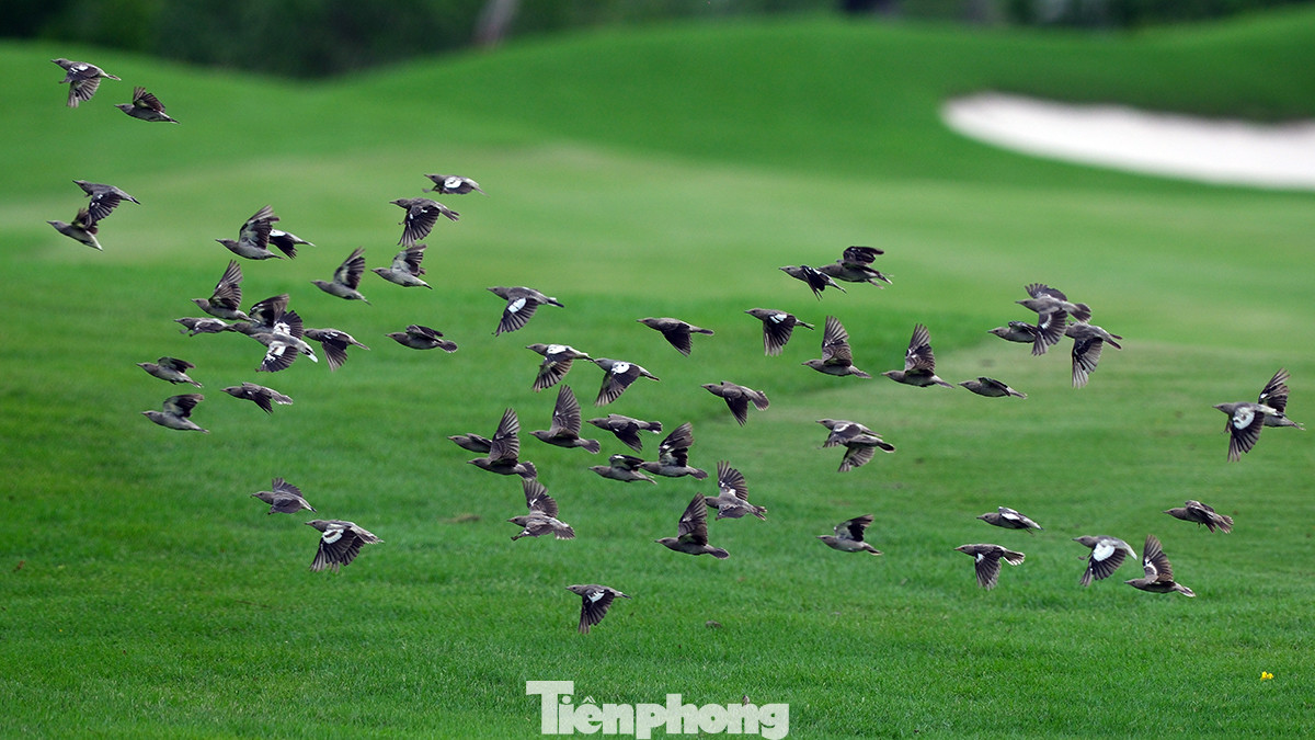 Nằm trên đảo Vũ Yên (huyện Thủy Nguyên, TP Hải Phòng), Vinpearl Golf Hải Phòng sở hữu 36 hố với 2 sân thi đấu riêng biệt (18 hố sân hồ, 18 hố sân đầm lầy). Các golfer sẽ được trải nghiệm những cú đánh từ góc nhìn độc đáo hướng ra cảng Đình Vũ cũng như trung tâm thành phố cảng Hải Phòng. Nằm trên đảo Vũ Yên (huyện Thủy Nguyên, TP Hải Phòng), Vinpearl Golf Hải Phòng sở hữu 36 hố với 2 sân thi đấu riêng biệt (18 hố sân hồ, 18 hố sân đầm lầy). Các golfer sẽ được trải nghiệm những cú đánh từ góc nhìn độc đáo hướng ra cảng Đình Vũ cũng như trung tâm thành phố cảng Hải Phòng.