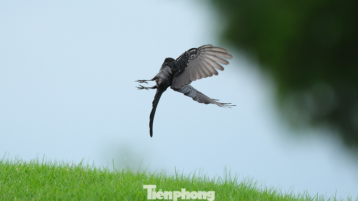 Khoảnh khắc tuyệt đẹp trên Vinpearl Golf Hải Phòng ngày đầu Giải Vô địch Golf Quốc gia năm 2023 - Cúp VinFast. Khoảnh khắc tuyệt đẹp trên Vinpearl Golf Hải Phòng ngày đầu Giải Vô địch Golf Quốc gia năm 2023 - Cúp VinFast.