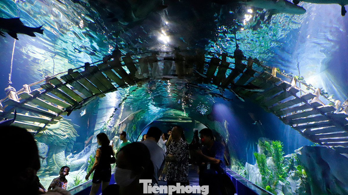 Thủy cung là ngôi nhà chung của hơn 400 loài và 31 nghìn sinh vật biển đến từ khắp nơi trên thế giới, mô phỏng thế giới biển cả một cách gần gũi nhất.