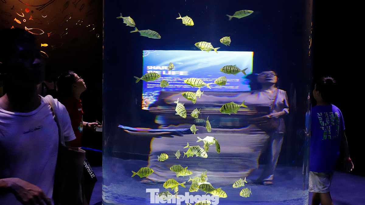 Thủy cung Lotte World Hà Nội sở hữu bể acrylic cong lớn hàng đầu Đông Nam Á (curved acrylic tank 18x5.8 m), với không gian được thiết kế khác biệt so với các thủy cung thông thường, mang lại cảm giác chân thực và bí ẩn.