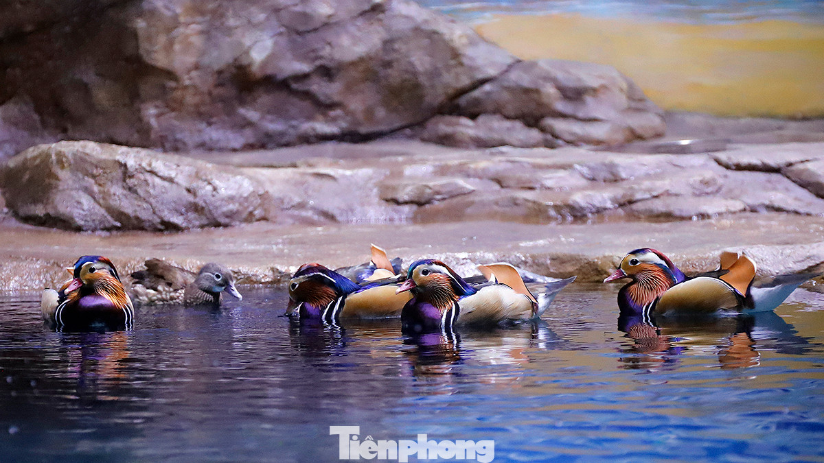 Tới đây, du khách tham quan còn được chiêm ngưỡng chim cánh cụt Humboldt, cá mập hổ cát, sư tử biển, rái cá vuốt bé… cùng nhiều loài sinh vật biển khác.