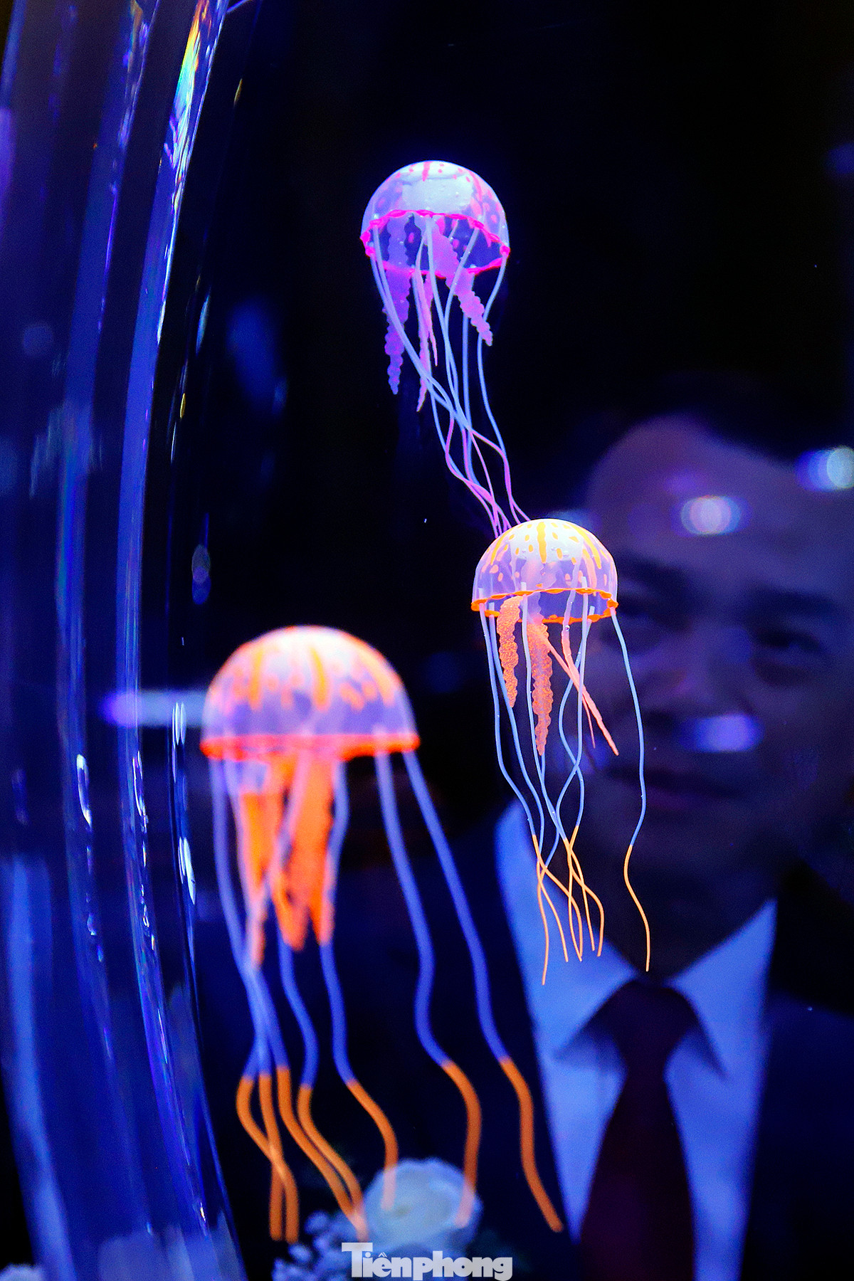 Màu sắc rực rỡ cùng ánh đèn lung linh huyền ảo làm tăng vẻ đẹp của những động vật biển trong không gian của thủy cung.