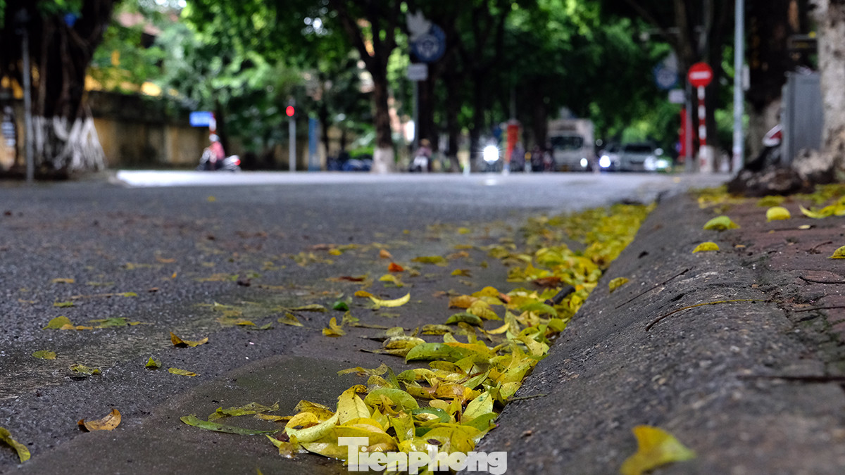 Con đường chụp ảnh quen thuộc với nhiều người giờ chỉ là những thảm lá sấu vàng rơi sau cơn mưa đêm qua.