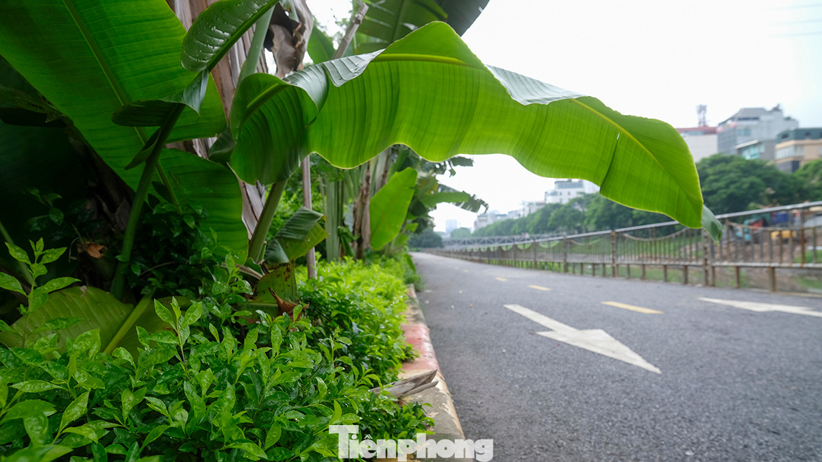 Cây xanh phủ mát mặt đường.