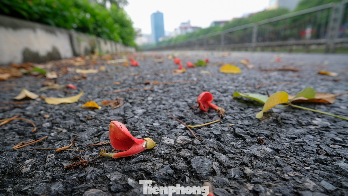 Sau trận mưa lớn đêm qua, nhiều đoạn đường hoa rụng phủ khắp.