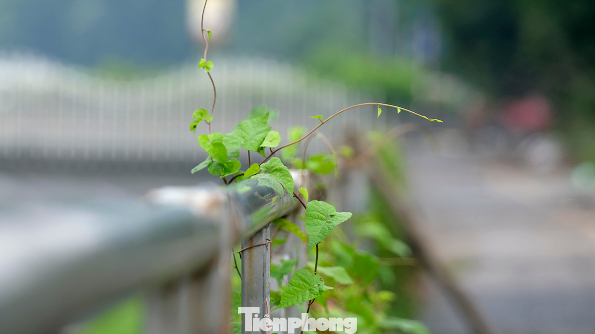Chạy dọc tuyến đường là lan can được đặt trực tiếp trên tường chắn bê tông cốt thép sát mép bờ sông.
