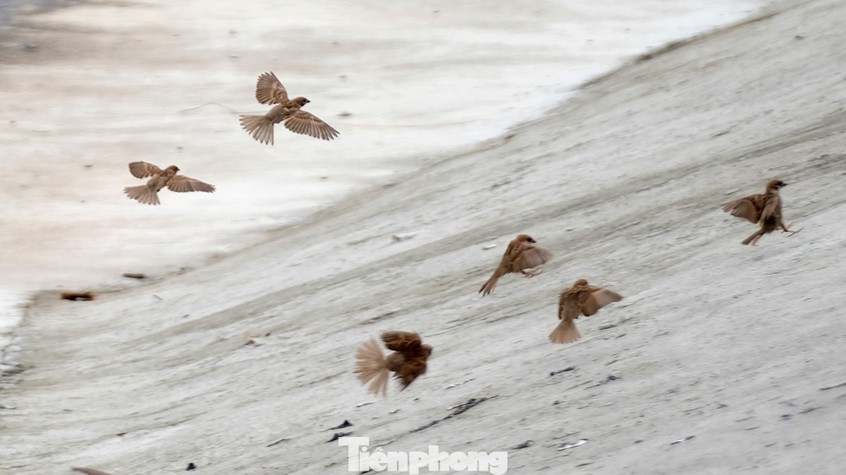Vào mỗi sáng sớm, hàng trăm con chim bay nhảy dọc tuyến đường này.