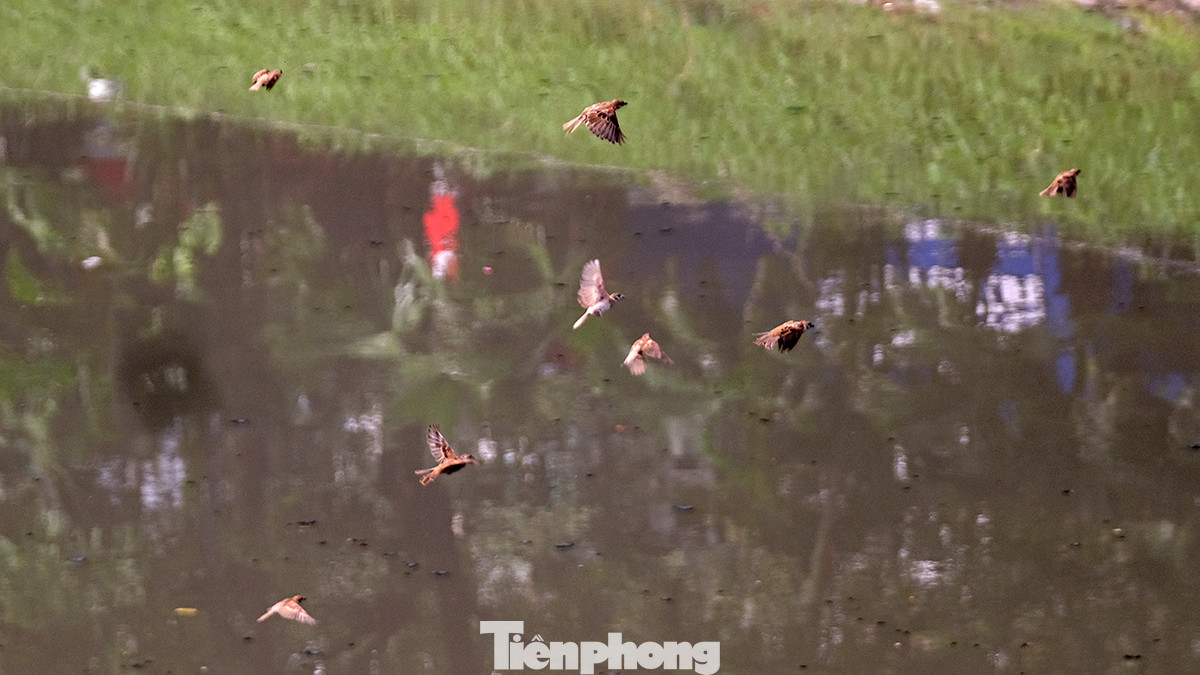 Đi bộ thể dục buổi sáng trên đường, bà Lê Thị Trang (65 tuổi, Trung Kính, Cầu Giấy) vừa không khỏi bất ngờ trước diện mạo mới của tuyến đường đi bộ ven sông Tô Lịch. "Dạo này đoạn đường có diện mạo khác hẳn, cây cối xanh tươi, mặt đường sạch sẽ. Giá mà nước sông Tô Lịch được cải thiện để đỡ mùi hôi nữa thì đây là tuyến đường trong mơ". Bà Trang cười tươi chia sẻ cùng phóng viên.