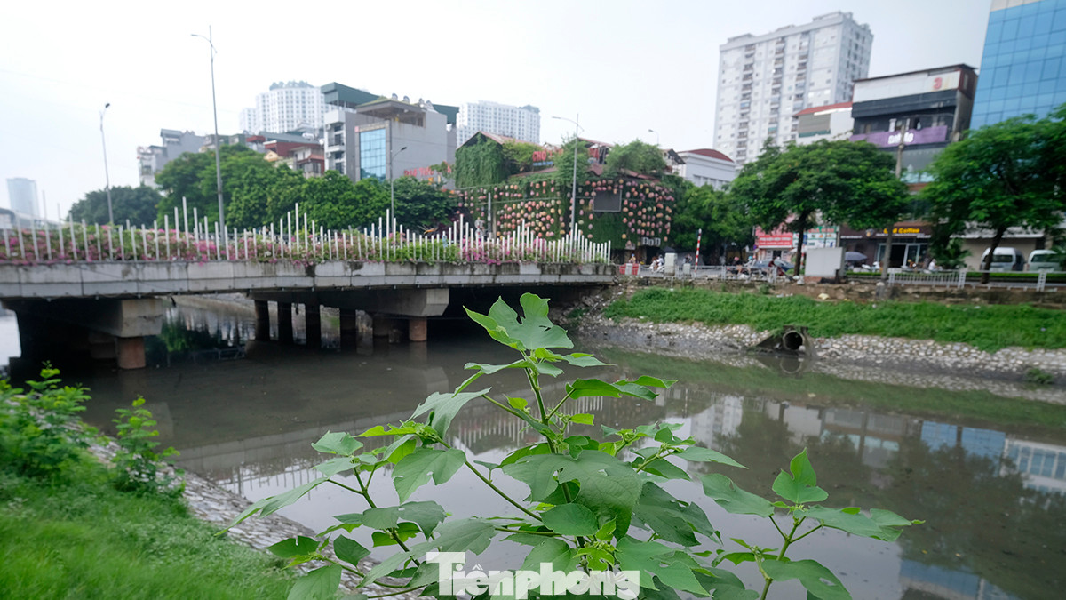 Đi bộ thể dục buổi sáng trên đường, bà Lê Thị Trang (65 tuổi, Trung Kính, Cầu Giấy) vừa không khỏi bất ngờ trước diện mạo mới của tuyến đường đi bộ ven sông Tô Lịch. "Dạo này đoạn đường có diện mạo khác hẳn, cây cối xanh tươi, mặt đường sạch sẽ. Giá mà nước sông Tô Lịch được cải thiện để đỡ mùi hôi nữa thì đây là tuyến đường trong mơ". Bà Trang cười tươi chia sẻ cùng phóng viên.