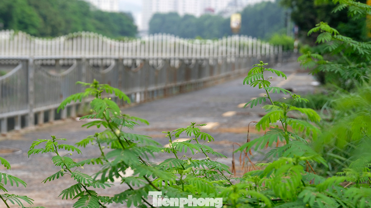 Được đầu tư gần 65 tỷ đồng và đưa vào sử dụng từ tháng 3/2019, tuyến đường được kỳ vọng trở thành nơi tập thể dục, tản bộ cho người dân sống trong khu vực.