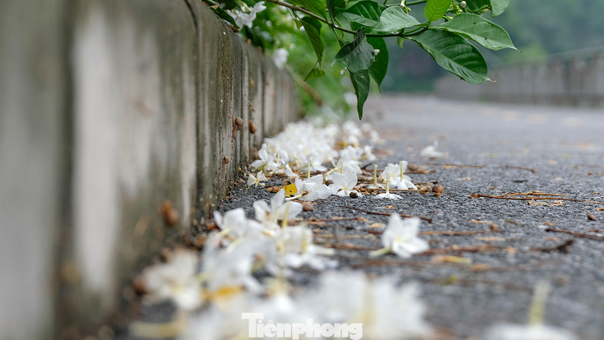 Sau trận mưa lớn đêm qua, nhiều đoạn đường hoa rụng phủ khắp.