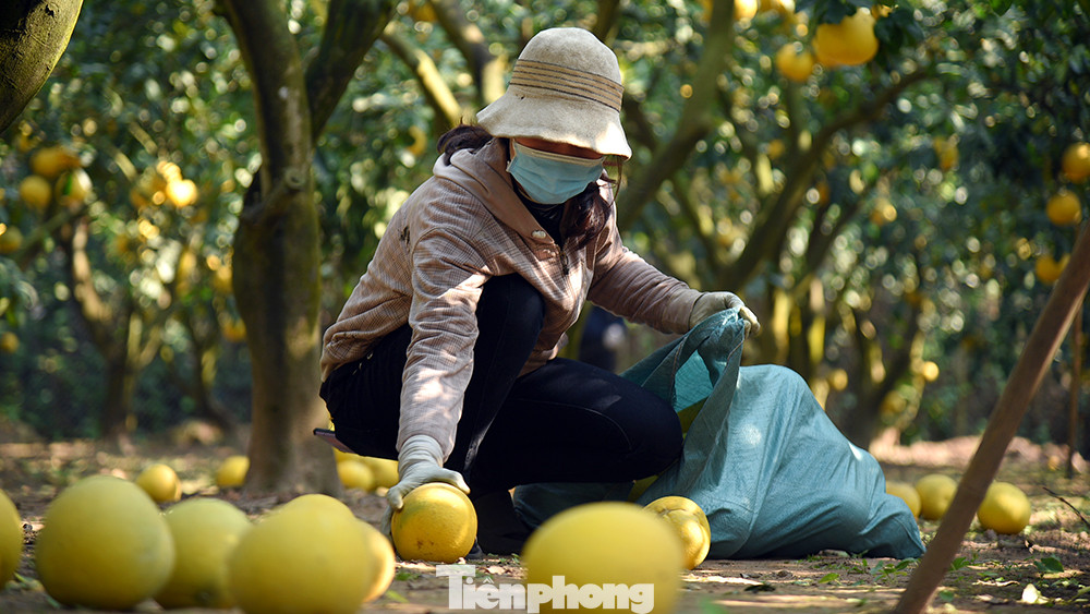Tại vườn bưởi của gia đình chị Hoàng Thị Thu trồng khoảng 2.000 gốc bưởi Diễn. Hiện vườn đã bán ra hơn 1 vạn quả, số còn lại phần nhiều đã có người đặt cho dịp Tết sắp tới.