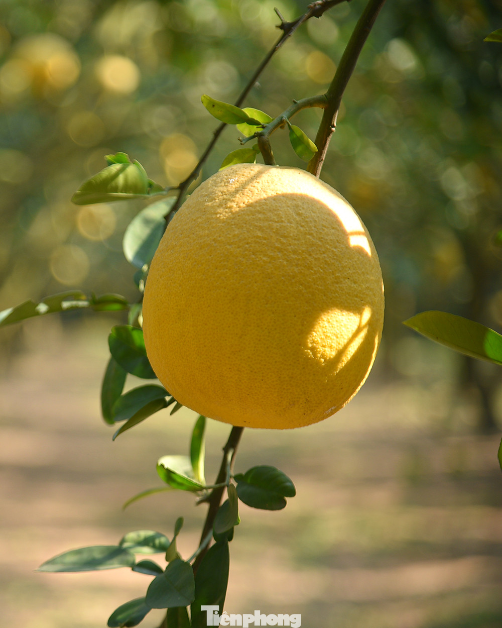 Thời điểm hiện tại, giá mỗi quả bưởi Diễn đẹp được bán với giá giao động từ 35 đến 45 nghìn đồng. Những quả mã thấp hơn có giá bán tại vườn khoảng 25 nghìn đồng.