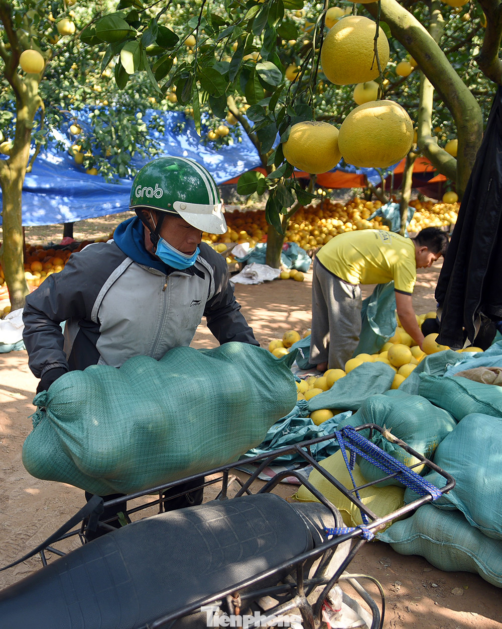 Bưởi thu hoạch đến đâu, khách lẻ và các thương lái đã thu mua đến đó.