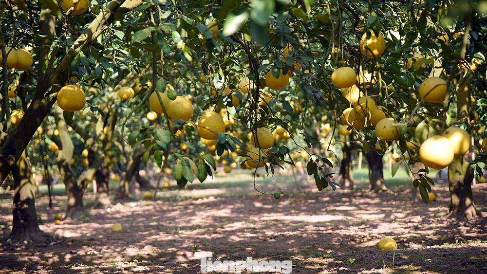 Phường Phú Diễn (quận Bắc Từ Liêm, TP Hà Nội), nơi được coi là thủ phủ bưởi Diễn, những ngày này, người dân đang tất bật tiến hành thu hoạch nhằm phục vụ nhu cầu Tết Nguyên đán 2023.