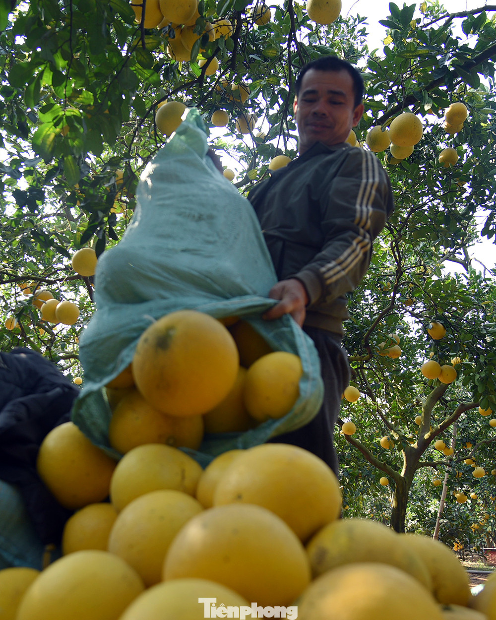 Người trồng bưởi Diễn nếu biết, nếu được bảo quản nới khô ráo sẽ để được khoảng từ 4 - 6 tháng mà không bị hỏng. Lúc này vỏ bưởi sẽ héo lại nhưng lõi bên trong vẫn giữ được vị thơm ngon, thậm chí ăn càng ngọt đậm và tép bưởi nhiều nước hơn.