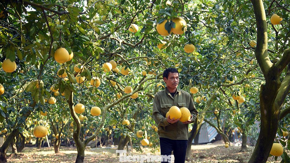 Trung bình mỗi cây cho số lượng khoảng 200 quá, nhiều cây lên đến trên 300 quả.