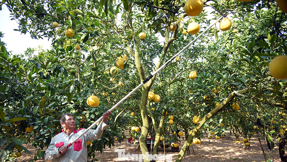 Chủ vườn cho biết, bưởi Diễn thường trái nhỏ, khi chín có màu vàng chanh, gốc bưởi càng lâu năm thì tép bưởi càng ngọt. Nếu gốc càng ít năm tuổi thì trái bưởi ăn sẽ nhạ hơnt, không được ngọt đậm.