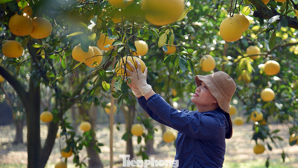Cứ vào khoảng tháng 11 tháng 12 âm lịch hàng năm, người dân tại phường Phú Diễn (quận Bắc Từ Liêm, TP Hà Nội) lại tất bật với những đơn hàng cung cấp cho khách lẻ, thương lái cung cấp cho Hà Nội cũng như các tỉnh lân cận.