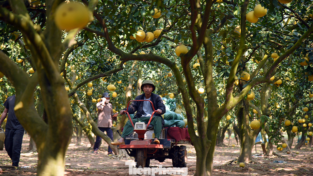 Lâu nay, bưởi Diễn được coi là một trong những đặc sản của Thủ đôi. Đây cũng là một trong những mặt hàng được “săn đón” nhiều nhất mỗi dịp Tết Nguyên đán.