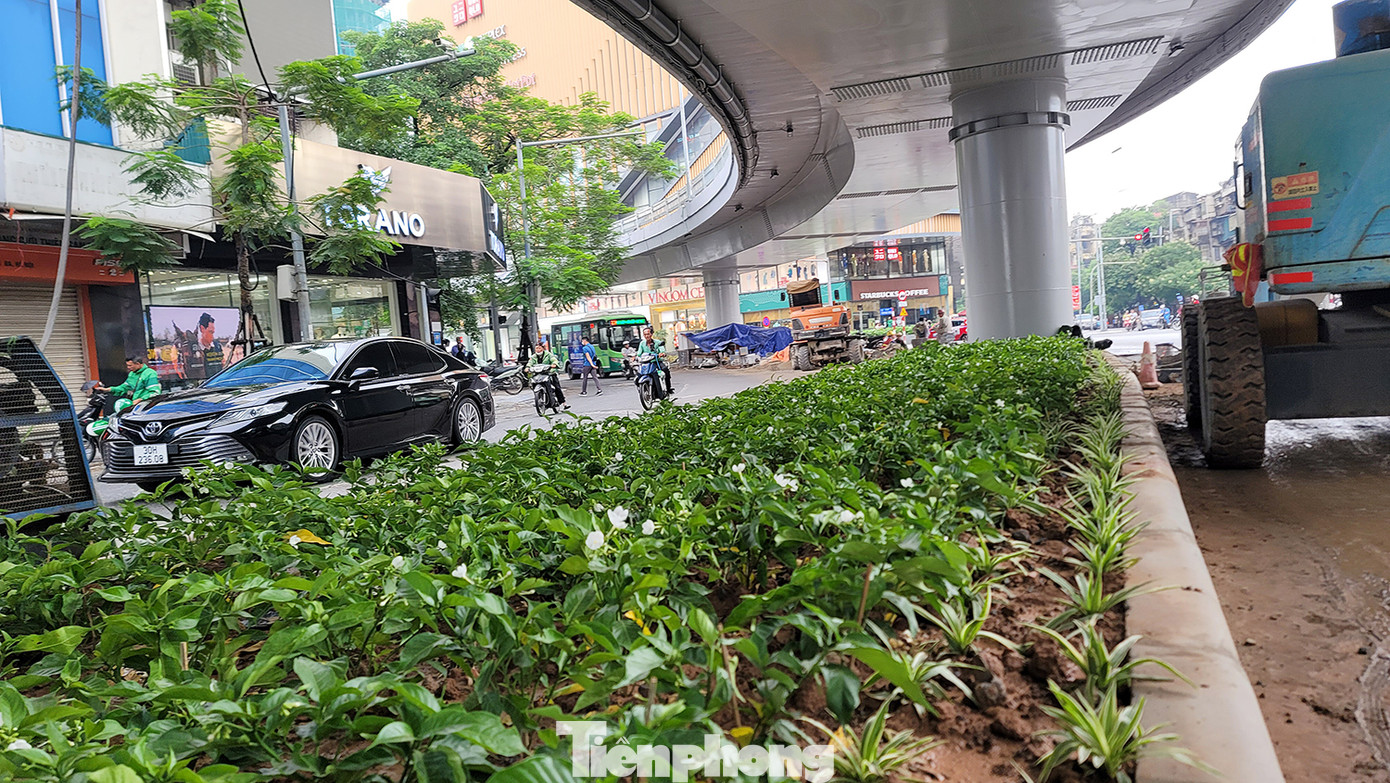 Thảm cây xanh được trồng phía dưới gầm cầu.