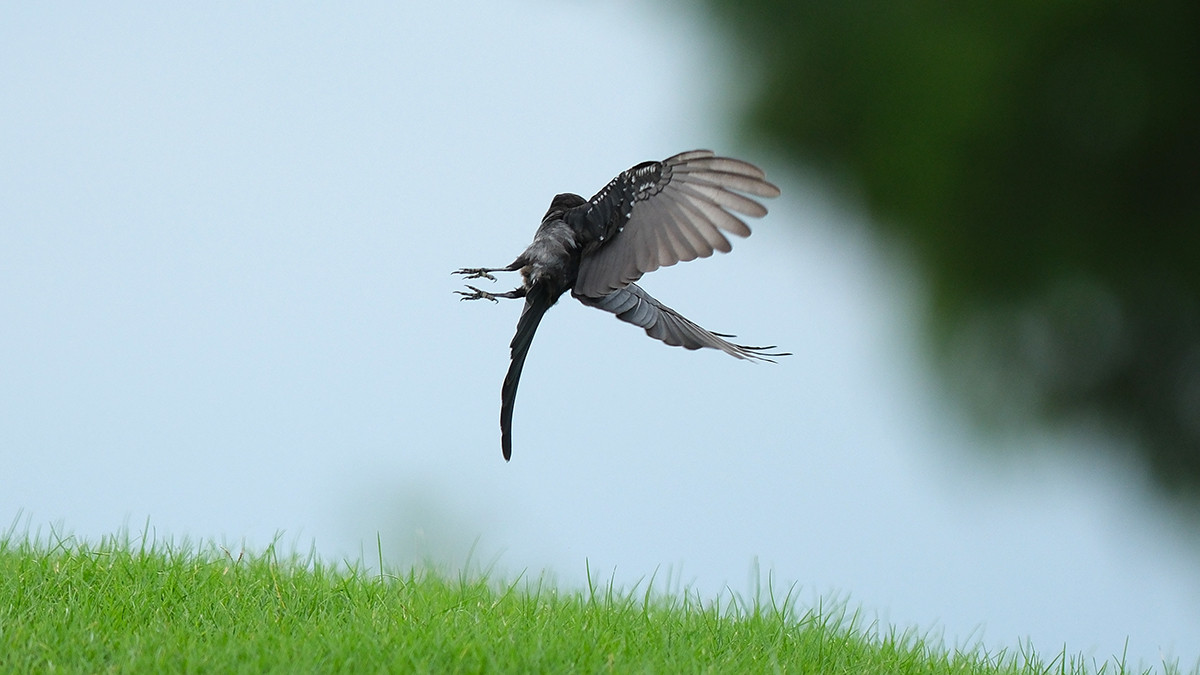 Đánh 66 gậy trong ngày đầu tiên, Nguyễn Đặng Minh lập kỷ lục tại Giải Vô địch Golf Quốc gia ảnh 47