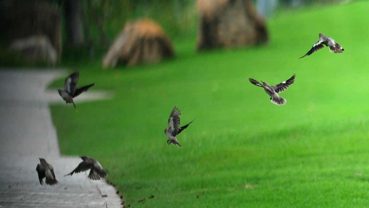 Đánh 66 gậy trong ngày đầu tiên, Nguyễn Đặng Minh lập kỷ lục tại Giải Vô địch Golf Quốc gia ảnh 50