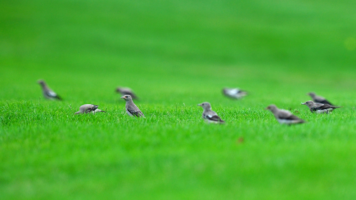 Đánh 66 gậy trong ngày đầu tiên, Nguyễn Đặng Minh lập kỷ lục tại Giải Vô địch Golf Quốc gia ảnh 46
