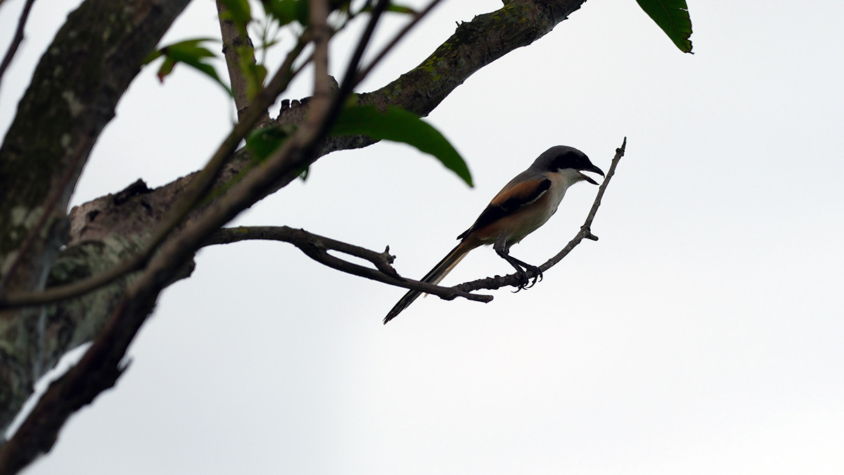 Đánh 66 gậy trong ngày đầu tiên, Nguyễn Đặng Minh lập kỷ lục tại Giải Vô địch Golf Quốc gia ảnh 49