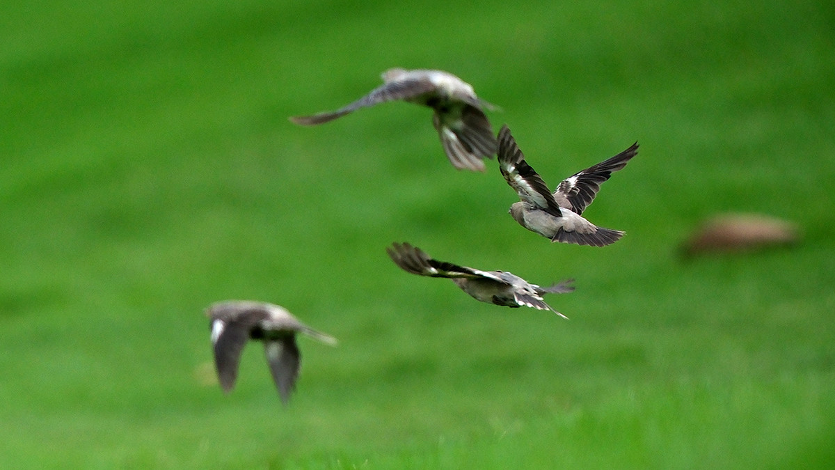 Đánh 66 gậy trong ngày đầu tiên, Nguyễn Đặng Minh lập kỷ lục tại Giải Vô địch Golf Quốc gia ảnh 51