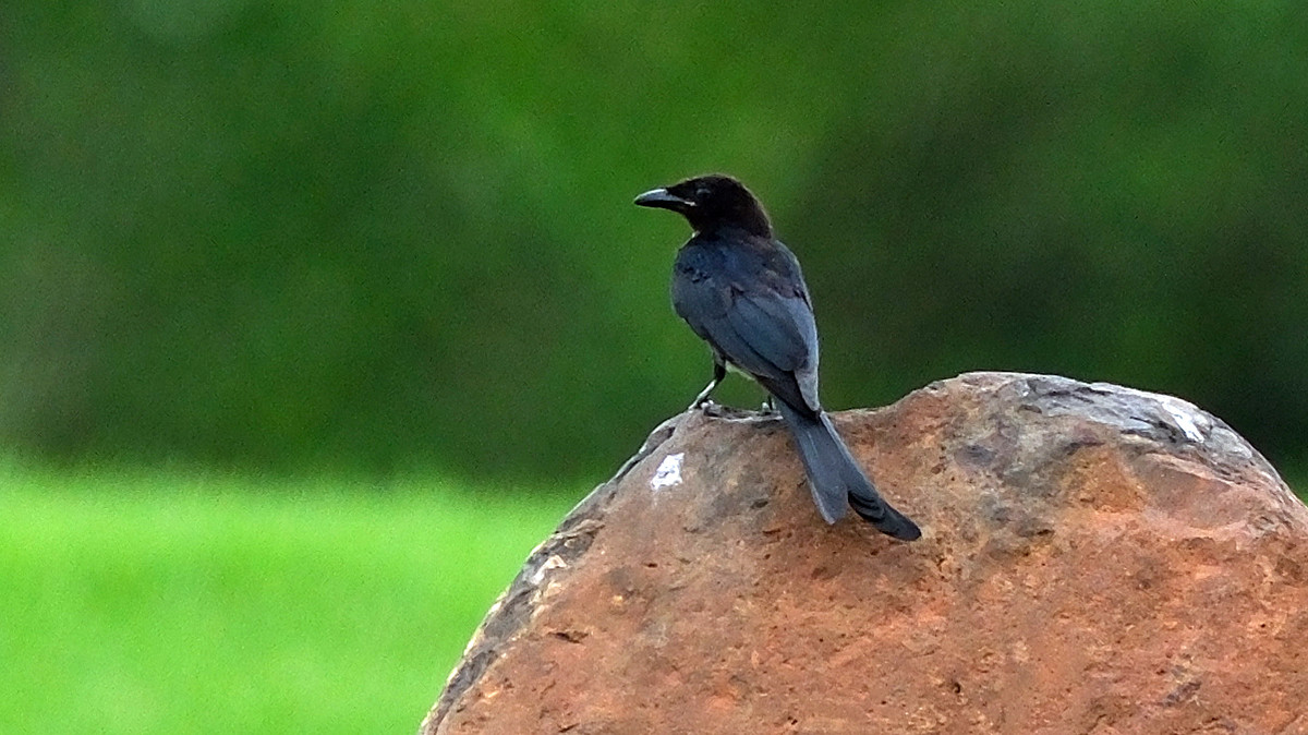 Đánh 66 gậy trong ngày đầu tiên, Nguyễn Đặng Minh lập kỷ lục tại Giải Vô địch Golf Quốc gia ảnh 48