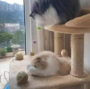 Hà Siêu Liên cũng giống như những cô gái khác rất cưng chiều các loại pet. Người đẹp không chỉ có sở thích nuôi mèo mà còn đầu tư hẳn một không gian vui chơi riêng cho mèo với môi trường sạch sẽ, khung cảnh thơ mộng và không khí trong lành.