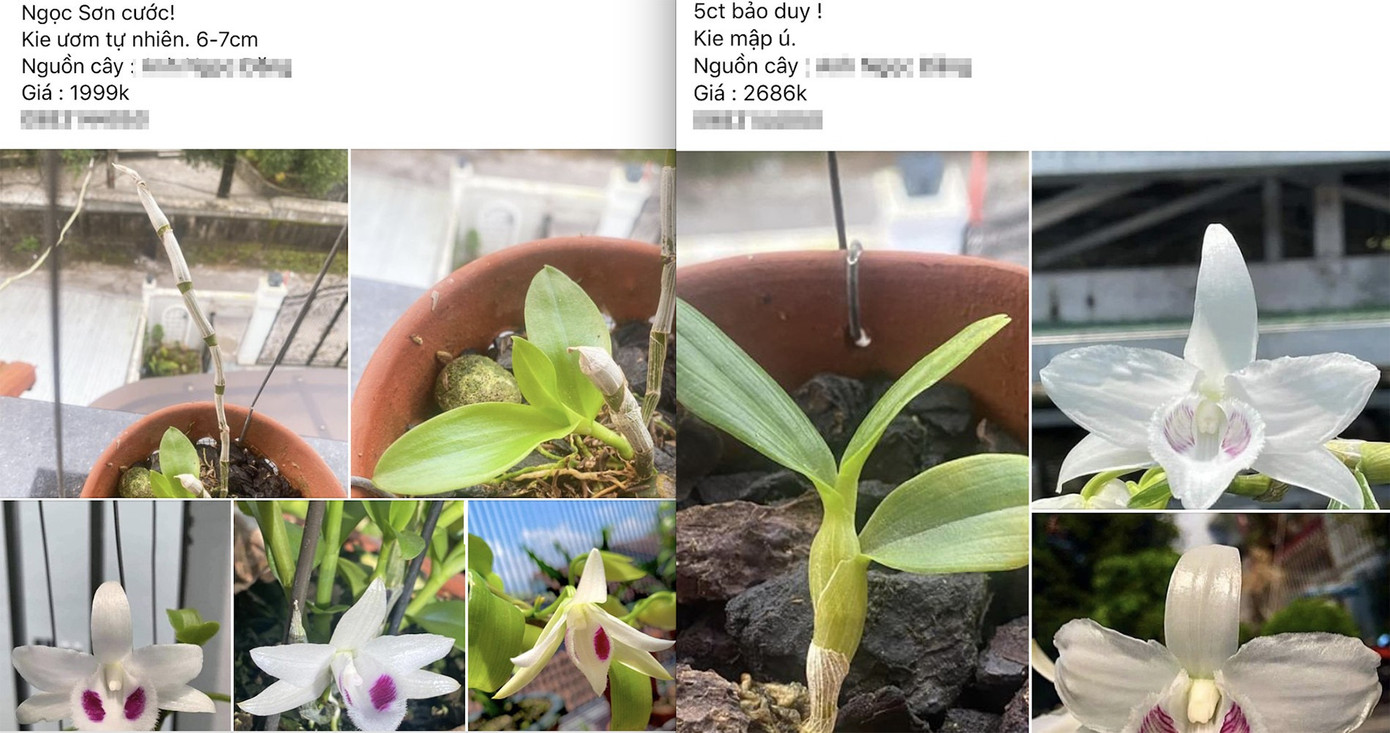 Những loại lan đột biến từng được chuyển nhượng với giá tiền tỷ nay rao bán la liệt trên chợ online.