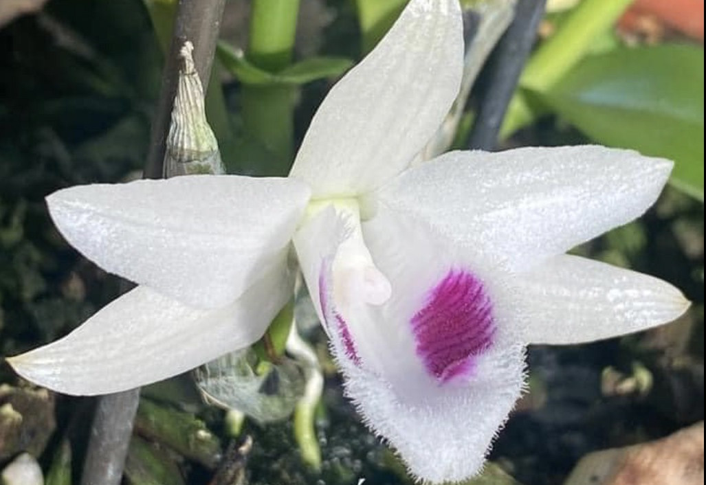 Theo giới chơi lan, trước kia lan đột biến có giá siêu đắt đỏ vì độc lạ và hiếm. Giờ đây, hàng nhiều như rau nên khó sốt giá trở lại.