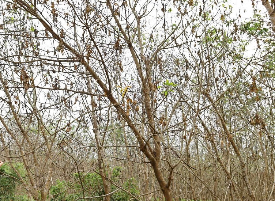 Việc khai thác mủ phải tạm dừng, ảnh hưởng rất lớn đến đời sống của hàng trăm công nhân. Việc khai thác mủ phải tạm dừng, ảnh hưởng rất lớn đến đời sống của hàng trăm công nhân.