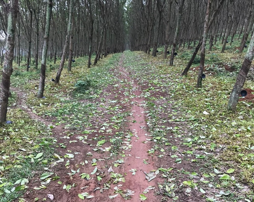 Có nơi, lá cao su non không héo mà rụng hàng loạt như cao su vào mùa thay lá. Có nơi, lá cao su non không héo mà rụng hàng loạt như cao su vào mùa thay lá.