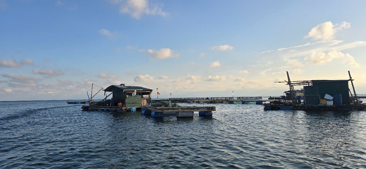 Nuôi cá lồng trên biển phát triển mạnh thời gian gần đây trên biển Vũng Chùa - Đảo Yến.