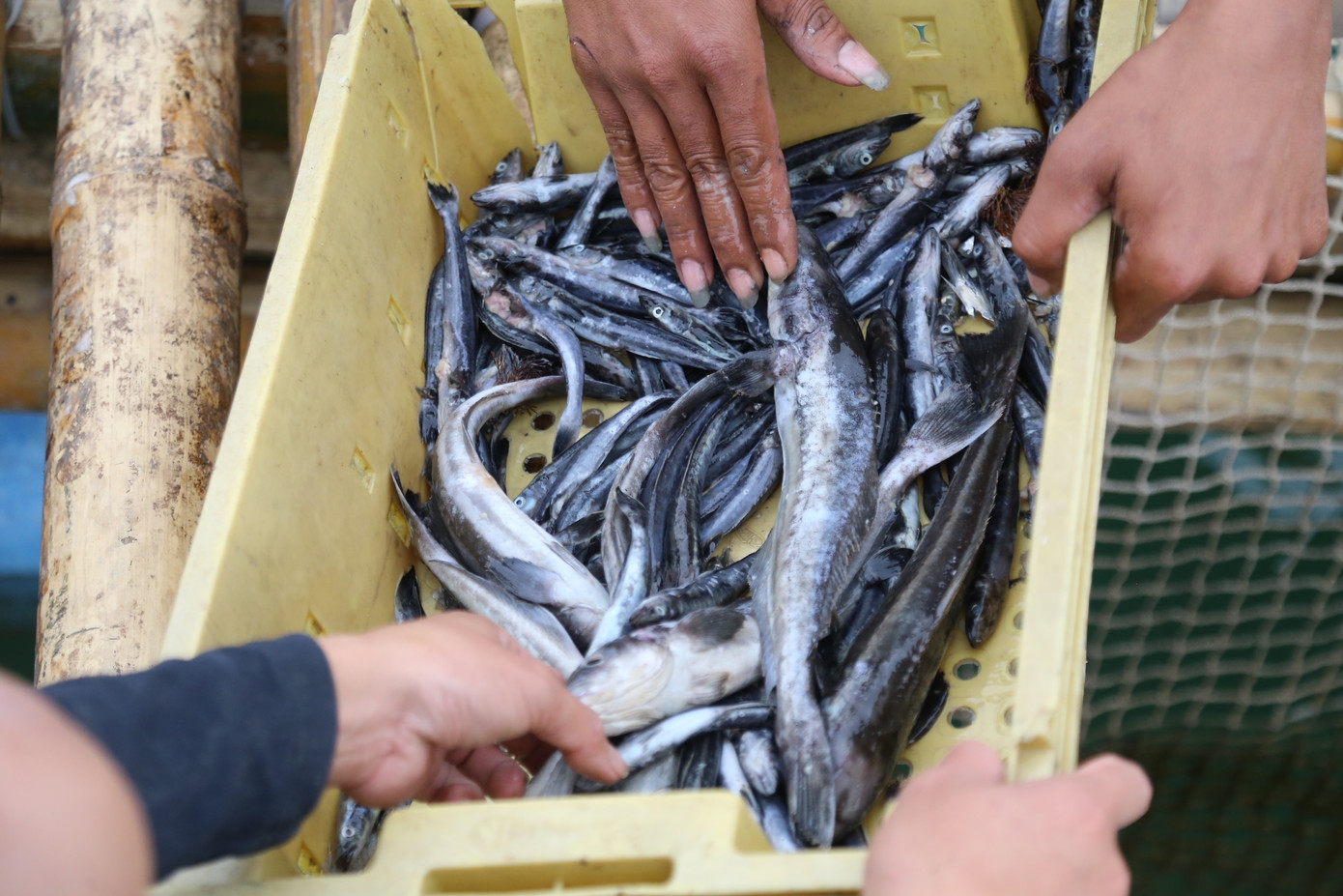 Rất nhiều cá chết được vớt lên từ một lồng nuôi.