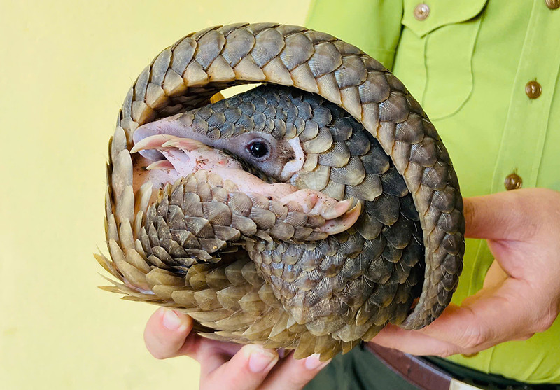 Cá thể tê tê nặng 1,5kg.