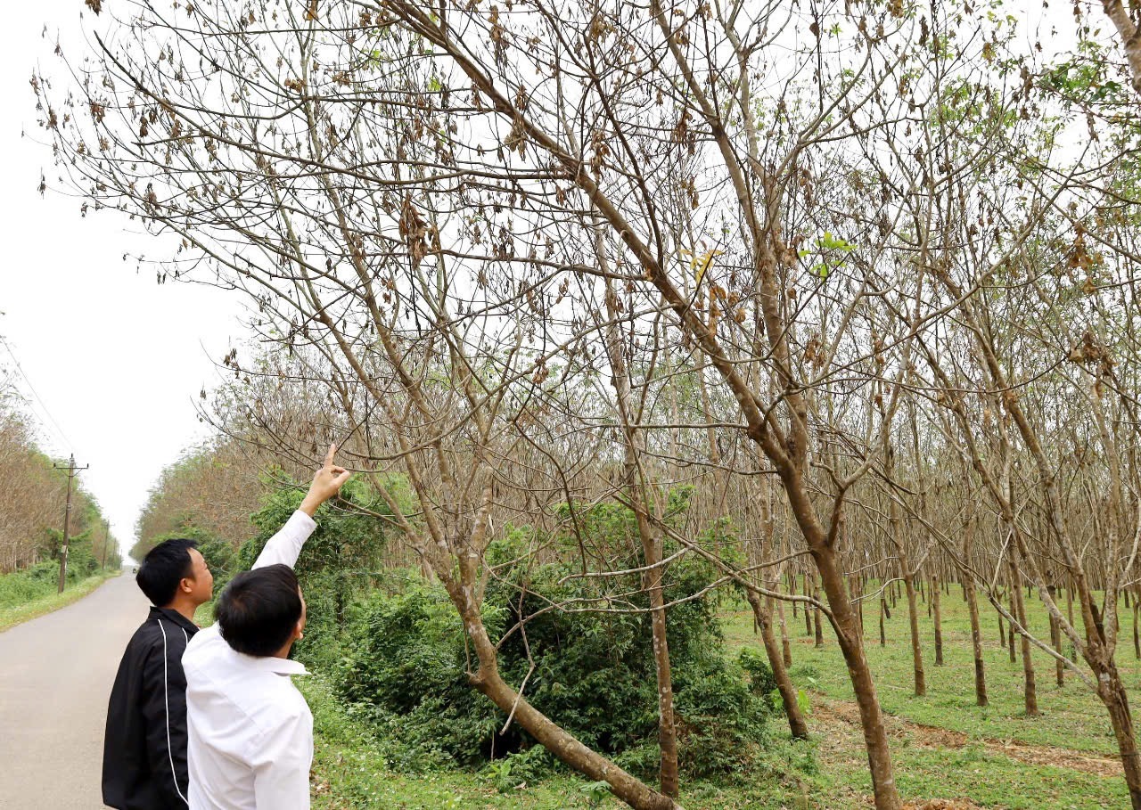 Hàng nghìn ha cao su vừa mới đâm chồi non tại Quảng Bình bỗng dưng héo quắt. Hàng nghìn ha cao su vừa mới đâm chồi non tại Quảng Bình bỗng dưng héo quắt.