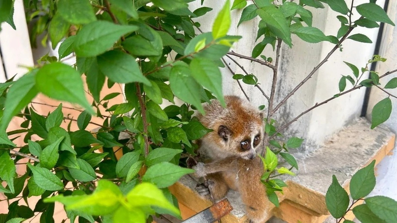 Cu li nhỏ được cả sách đỏ Việt Nam và thế giới xếp vào hàng nguy cơ tuyệt chủng. Cu li nhỏ được cả sách đỏ Việt Nam và thế giới xếp vào hàng nguy cơ tuyệt chủng.