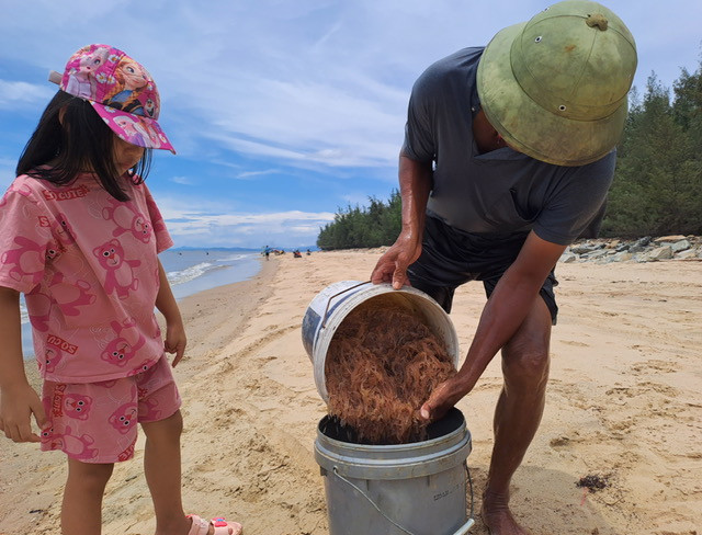 Ông cháu cùng đi vớt "lộc" biển. Ông Lê Văn Ngợi, ngư dân xã Quảng Phú cho biết tép biển xuất hiện gần bờ nhiều nhất là từ Bắc cửa Ròn (xã Quảng Phú) ra đến vịnh Hòn La (xã Quảng Đông). “Mỗi ngày một người có thể bắt một tạ tép biển, mỗi ký bán 30.000 đồng, thu được 3 triệu đồng” – ông Ngợi nói.
