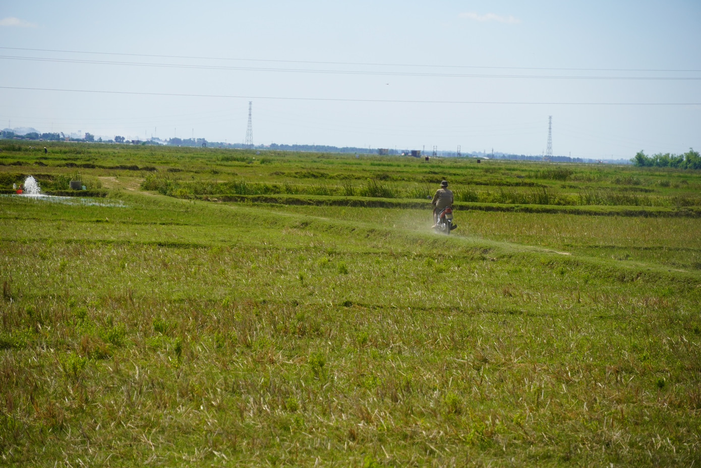 Đồng lúa bị bỏ hoang của xã Đại Trạch.