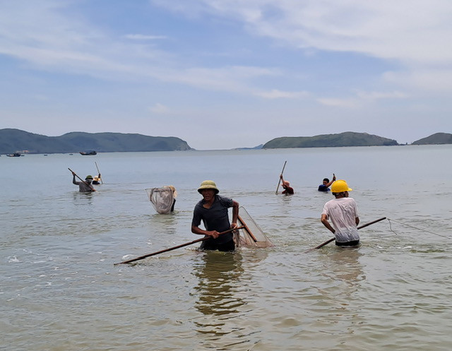 Ngư dân các xã Bắc Quảng Bình đổ xô đi vớt "lộc biển". Ông Nguyễn Văn Hiền, Chủ tịch UBND xã Quảng Đông, huyện Quảng Trạch cho biết mấy ngày lại đây tép biển xuất hiện từng đàn dày đặc ven bờ, ngư dân chỉ việc mang theo dụng cụ ra vớt lên đi bán, hoặc phơi khô để tăng giá trị sản phẩm.